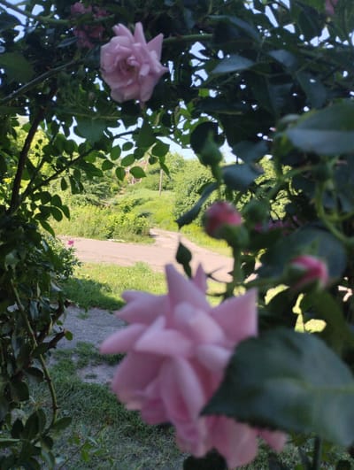 An outdoor, eye-level, medium shot shows a blurred pink rose in the foreground of a rural landscape. The rose is to the right of the frame, and its petals are unfurled. To the left of the rose, a branch with green leaves is visible. In the background, a dirt road winds through a green, grassy area with trees and a house. The sky is visible through the leaves of the rose bush. The scene appears to be located in Novoselivka, Ukraine.