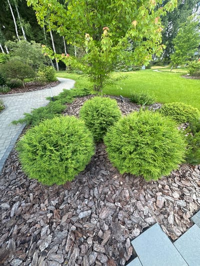The image depicts a lush, well-maintained garden area. A pathway paved with light grey, rectangular stones curves gently through the scene. To the left of the path, a neatly trimmed green bush is visible. The ground is covered with a thick layer of shredded bark mulch. In the foreground, three rounded, vibrant green evergreen shrubs are prominently featured. Behind these shrubs, a larger tree with green leaves and some reddish accents on its new growth stands tall. The background reveals a vibrant green lawn, more trees, and a hint of a building structure and a wooden fence in the distance. The lighting suggests it is daytime, with the sun illuminating the foliage. There are no people visible in the image. The location is identified as the city of Uyut, Russia.