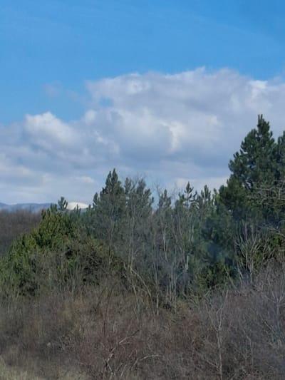 The image shows a landscape with a sky featuring both clear blue areas and cloudy sections. The right side of the image is dominated by a dense area of trees, some with green foliage and others with bare branches. In the distance, there appears to be a snow-capped mountain or structure partially obscured by the trees. The location is Ponor, Bulgaria. No people, actions, or interactions are visible in the image.