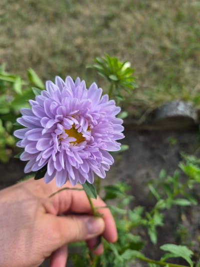 A close-up, eye-level shot features a person's hand holding a single, light purple aster flower with a yellow center. The flower is in focus, displaying its numerous delicate petals. The background is blurred, showing dry grass, green foliage, and a rough, grey object, possibly a stone. The scene is outdoors, suggesting a garden or natural setting within the vicinity of Łubniany, Poland. The lighting indicates daylight, possibly overcast due to the soft shadows.