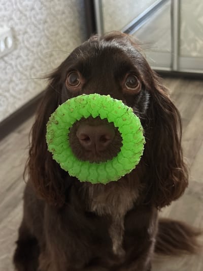A close-up shot shows a brown dog with long, floppy ears and expressive eyes, sitting indoors. The dog has a bright green, textured ring toy placed around its nose and mouth. The background appears to be a domestic interior with a textured wall and a wooden floor. The location of Podilsk, Ukraine, is not determinable from the image.