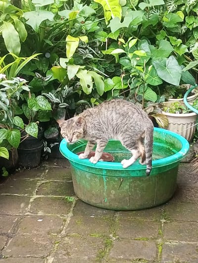 A tabby cat stands in a large, green plastic tub filled with murky water outdoors. The cat is mostly gray with brown stripes, and it has its front paws on the edge of the tub and its back feet submerged in the water. The cat is looking towards the viewer with a slightly wary expression. The tub sits on a brick patio covered in moss. Behind the tub is a variety of lush green plants in pots and in the ground. The overall scene is damp and overgrown, typical of a tropical or subtropical environment. The specific location is Ein Chay Hnit Se, Myanmar.
