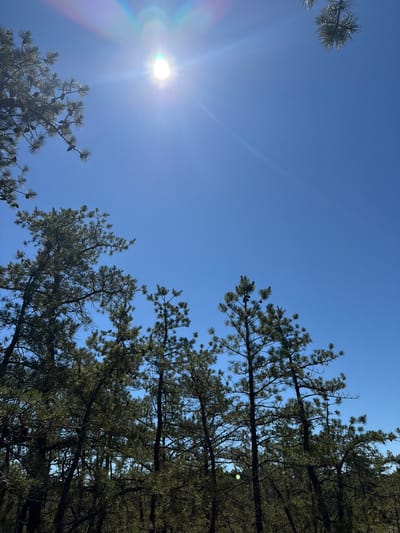 The image shows a clear blue sky with the sun shining brightly, creating a lens flare effect. Several pine trees are visible in the foreground and midground, silhouetted against the sky. The trees are dense with needles and have cones. The scene appears to be an outdoor environment, likely a wooded area. The location is specified as the Town of Southampton, United States of America.