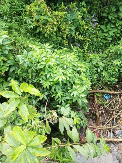 Lush green vegetation dominates the scene, showcasing diverse plant species. Prominent are several varieties of green-leaved plants, with varying leaf shapes and textures, creating a dense and vibrant tapestry. Towards the lower right, a jumble of branches and debris mixes with plastic trash. The presence of pollution contrasts with the natural environment and suggests an imbalance between nature and human activity. Overall, the image depicts a wild space, but reveals signs of human impact.