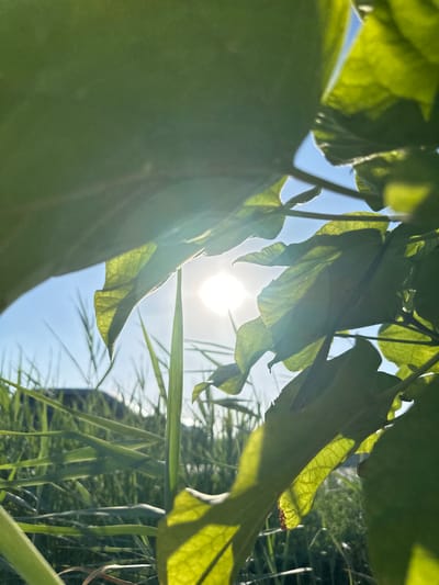 This image captures a close-up view of green leaves with sunlight shining through them. The sun appears as a bright orb, creating lens flare and illuminating the translucent veins of the leaves. In the background, tall green grass and a bright blue sky are visible. The overall impression is one of natural beauty and warmth, possibly taken during a sunny day in a garden or park. The location in Ubazulfiqor, Uzbekistan, suggests a rural or semi-rural setting within the city. There are no people or specific actions depicted in the image.