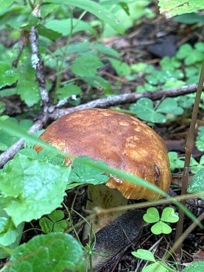A brown mushroom with droplets of water on its cap grows among green clover leaves and pine needles in the forest floor of Pavlovskaya Sloboda, Russia. A dark gray slug is visible partially beneath the mushroom and surrounded by clover.