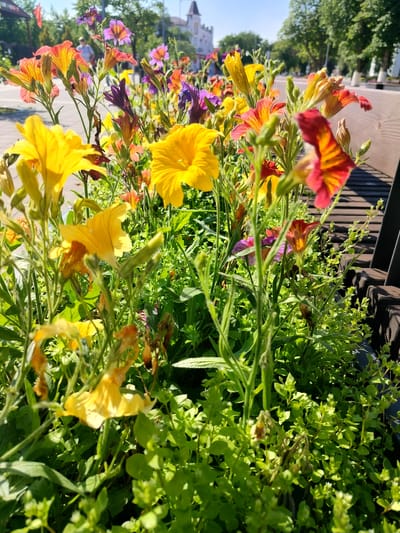 The image shows a close-up view of a flower bed filled with vibrant, multicolored flowers, predominantly yellow, orange, red, and purple. The flowers are in various stages of bloom, with some fully open and others in bud. Lush green foliage surrounds the flowers. In the background, a paved walkway or street is visible, with trees lining the sides. A building with a tower can be seen in the distance, along with a few blurred figures of people walking. The scene appears to be outdoors in a public space, possibly a park or a street decorated with flowers. The lighting suggests it is daytime, with sunlight casting shadows. The perspective is from low to the ground, looking up at the flowers. The image context has been identified as Labinsk, Russia, suggesting this is a scene from that city.
