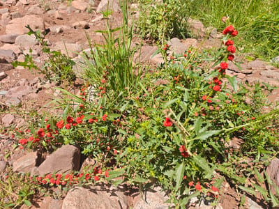 A ground-level, close-up, outdoor shot captures a patch of wild vegetation growing among rocks and dry soil, likely in a rural or natural area. The focal point is a sprawling plant with bright green, deeply lobed leaves and clusters of small, vivid red berries. The berries are round and appear to be attached in small bunches along the stems. The plant's stems are thin and somewhat woody, with a sprawling growth habit. Interspersed with the plant are blades of tall, green grass. The ground cover consists of reddish-brown soil mixed with numerous small to medium-sized rocks of various shapes and colors, predominantly shades of tan and reddish-brown. Sunlight casts shadows from the plants and rocks onto the ground, indicating it is a sunny day. The background shows more rocks and green vegetation, suggesting a somewhat arid environment. There are no people or animals visible in the frame. The scene appears to be a snapshot of a wild plant in its natural habitat, characterized by its vibrant red berries and green foliage against a backdrop of earthy tones and stones.