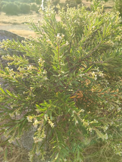 A close-up, medium shot captures a dense shrub with numerous small, delicate white flowers and long, slender green leaves, bathed in warm, golden sunlight. The shrub's branches are dark and somewhat woody, with some emerging from the left side of the frame and others extending inwards. A large, gray, rough-textured rock juts into the frame from the upper left corner, partially obscuring the background. The background reveals a dry, grassy hillside with scattered trees and vegetation, blurred by the sunlight and out of focus. The setting appears to be an outdoor natural environment, likely in the vicinity of Ledrada, Spain, given the landscape and vegetation. There are no people or animals clearly visible in the frame. The lighting suggests it is either early morning or late afternoon.