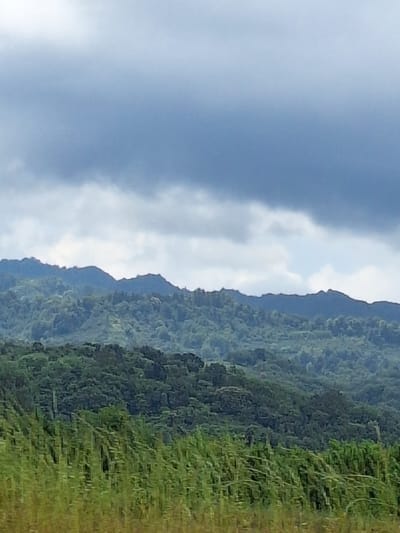 The image depicts a natural landscape of rolling, densely forested hills under a cloudy sky. The foreground is filled with tall, green grasses or reeds, giving a sense of depth and scale to the scene. The hills are covered in a variety of lush green vegetation, with varying shades suggesting different types of trees and foliage. The mountains in the background are rugged and their peaks are softened by distance and atmospheric haze. The sky is a mix of dark and lighter clouds, indicating overcast or potentially stormy weather. No people or man-made structures are clearly visible, suggesting a remote or undeveloped natural area.