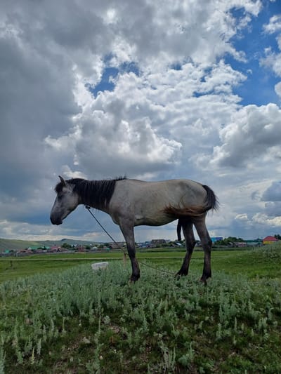 A single, light gray horse stands tethered in a grassy field. The horse is positioned in the center-left of the frame, facing towards the lower-left corner. It has a dark mane and tail, and appears to be a young horse with its head lowered. The horse is attached to a rope that extends towards the right edge of the frame.
The setting is rural, with a line of small houses with colorful roofs visible in the background, stretching from the left to the right side of the frame. The houses are nestled amongst green hills, and behind them, more rolling hills are visible under a dramatic sky.
The sky is filled with a mix of bright white, fluffy clouds and darker, more ominous gray clouds, suggesting a changeable weather pattern. Patches of blue sky peek through the clouds. The grass in the foreground is green and somewhat overgrown with taller, bushy plants on the right side of the frame.
The image appears to have been taken outdoors during the daytime, likely mid-afternoon given the lighting and cloud formation. The overall mood is calm and pastoral, with the horse appearing relaxed in its environment. There is no visible text in the image. The location is identified as Nigamatovo, Russia.