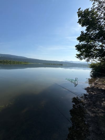 The image depicts a serene, clear daytime scene of a wide, calm body of water, likely a lake or large river, in the vicinity of Sushina, Bulgaria. A vast, clear light blue sky with minimal, faint cirrus clouds occupies the upper third of the frame. Below the sky, a distant range of dark green, forested mountains stretches across the horizon, with some lighter, hazier peaks visible further back on the right.

The central and largest portion of the image is dominated by the water, which reflects the sky, mountains, and a prominent tree on the right bank. The water's surface is smooth, exhibiting shades of muted blue-gray transitioning to darker green and brown towards the foreground.

On the immediate right side, a muddy and uneven shoreline is visible, bordered by dense green foliage and a large deciduous tree with dark green leaves that extends into the upper right quadrant, partially obscuring the sky. The tree's reflection is clearly visible in the water.

Two fishing rods are deployed from the right bank, with their lines extending into the water. A green, multi-segmented mesh keep net is partially submerged in the water, positioned between the fishing rods. No individuals are visible within the frame, but the presence of fishing equipment indicates active or recent angling. The foreground water on the left appears darker, suggesting deeper water or submerged vegetation. The overall lighting suggests a clear morning or late afternoon.