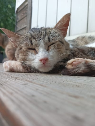 A close-up, low-angle shot shows a tabby cat sleeping on a wooden surface. The cat's eyes are closed, and its pink nose is visible. Its front paws are tucked underneath its head. The background is out of focus, showing some wooden planks and greenery. The lighting suggests it is daytime. No specific location in Shumerlya, Russia, can be determined from the image.