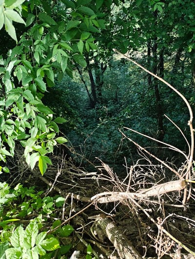 The image depicts a dense, green wooded area in Мамонтово, Russia. The foreground is filled with a chaotic arrangement of fallen branches and foliage, obscuring the view into the deeper woods. A cluster of bright green leaves is visible on the left side of the frame, contrasting with the darker, more shaded foliage in the background. In the midground, thin tree trunks are visible amidst the dense vegetation, suggesting a depth to the woods. The overall impression is of a wild, overgrown area with limited visibility into the surrounding landscape.