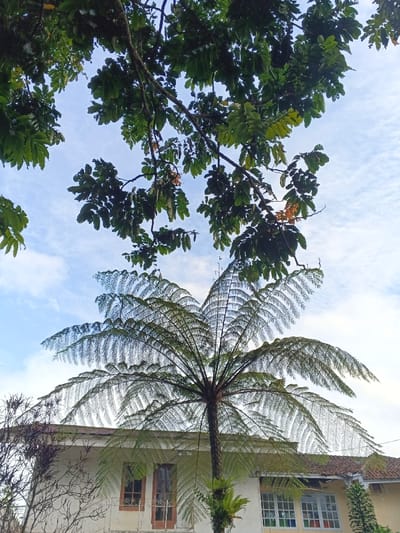 This image depicts an outdoor scene in Tobanda, Sierra Leone, viewed from a low angle looking upwards towards the sky. The upper portion of the frame features a light blue sky with scattered wispy white clouds. Overhanging the sky from the top and upper sides are branches and dense green foliage of a large tree, displaying compound, pinnate leaves, some with lighter yellowish-green hues and others deep green. A few small, brownish-orange elements, possibly flowers or fruit, are interspersed among the leaves.
Dominating the mid-ground is a large tree with a slender, dark brown trunk and a wide, symmetrical canopy of finely dissected, fern-like fronds radiating outwards. Green epiphytic plants are visible attached to the lower trunk of this tree.
Behind the central fern tree, a section of a light-colored, possibly off-white or cream, single-story building is visible. The building has a pitched roof, partly visible, with corrugated material. On the left side of the building, two wooden double doors with glass panels are present, possibly leading to a porch or balcony. To the right, a section of the building displays white-framed windows, some of which appear to have multi-colored panes or reflections. Sparse, dark, bare branches of another tree or shrub are located in the lower left, in front of the building. No people are visible.