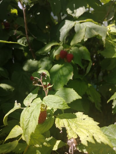 The image depicts a close-up view of a raspberry bush with ripe raspberries and green leaves. The scene appears to be outdoors, with sunlight casting shadows on the foliage, suggesting it was taken during the daytime. There are no people or visible animals in the image. The environment is natural and appears to be a garden or a wild area, consistent with the location of a raspberry bush in Novoteretsky, Russia.