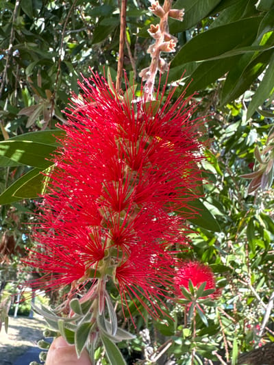 The image shows a close-up of a vibrant red bottlebrush flower, also known as Callistemon, in bloom. The flower's distinctive brush-like appearance is formed by numerous bright red stamens tipped with yellow pollen. The stamens are long and slender, radiating outwards from the central part of the flower. The flower is surrounded by lush green foliage, suggesting a garden or natural setting. In the background, other bottlebrush flowers and leaves are visible, some out of focus, creating depth. The lighting suggests it is daytime, with sunlight filtering through the leaves, casting shadows and highlighting the texture of the petals and leaves. On the left side of the image, a dried flower bud or seed pod from the same plant is visible, showcasing a different stage of the plant's life cycle. A hint of a finger is visible on the right, touching a fuzzy gray-green leaf near the flower, indicating a human presence and interaction with the plant. The overall impression is one of natural beauty and the vibrant colors of a blooming plant. The location is San Mateo, United States of America. There is no visible text in the image.