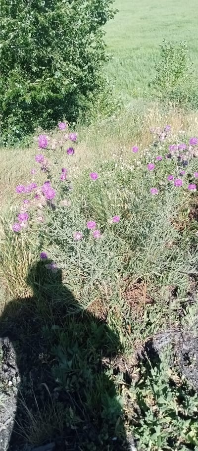 The image depicts an outdoor scene in Marinovka, Kazakhstan. The foreground features a patch of green grass and vegetation, interspersed with purple thistles in bloom. A prominent shadow of a person is cast across the lower left portion of the image. In the background, there is a dense green bush or tree on the left and a field of tall, dry grass on the right. The overall environment suggests a natural, possibly rural or park-like setting.