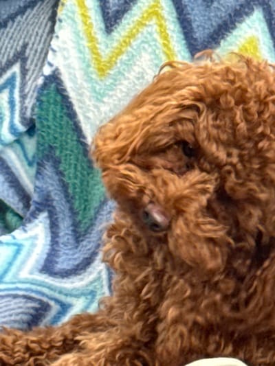 A brown poodle lies on a blanket with a zigzag pattern. The dog's head is turned to the side, and its eyes are closed. The blanket is made of a soft, fuzzy material and has stripes of blue, green, and yellow. The background is out of focus, but it appears to be a wall or a window.
