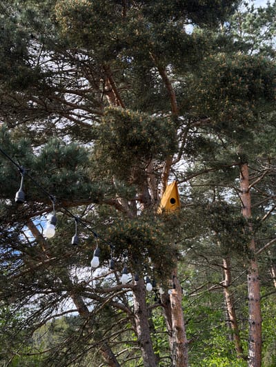 A low-angle shot depicts a tree in Lermontovo, Armenia. A birdhouse is perched on a branch within the tree. Strands of string lights are draped across the tree's branches.