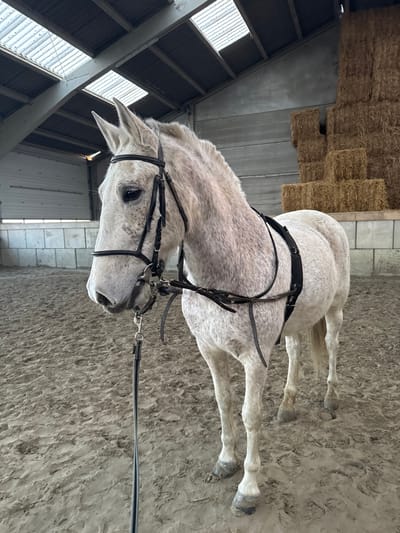 The image displays a dapple gray horse standing indoors, oriented sideways as the photo has been rotated 90 degrees counter-clockwise. The horse is predominantly white with numerous small black or dark gray speckles across its coat, particularly noticeable on its neck and body. It is equipped with a black leather bridle on its head, complete with a bit and reins or lead line attached, and a black padded surcingle or lungeing roller around its barrel.
The horse stands on a sandy or dirt floor, typical of an indoor riding arena or stable, with visible impressions on the ground. Its head is turned slightly to the left and angled downwards, giving it a calm and attentive appearance. Its ears are pricked forward.
In the background, on the left side of the image (which would be behind the horse if rotated correctly), tall stacks of light brown hay bales are visible, piled against a light-colored concrete or cinder block wall. Above this wall and hay, a structured ceiling with beams and multiple rectangular windows or skylights allows natural, diffused light into the space, indicating it is daytime. The right side of the background shows more of the sandy floor and a plain wall in the distance.
No people are visible in the frame, and there is no discernible text. The scene suggests a quiet moment in an equestrian facility, possibly before or after a training session, or during groundwork.