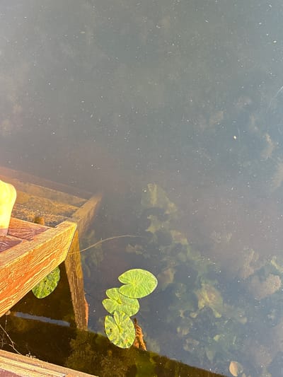 A close-up, high-angle shot shows a section of wooden dock and dark, murky water. On the dock, the edge of a light yellow garment is visible on the left. The water, likely in Chikino, Russia, is filled with debris and particulate matter, giving it a cloudy appearance. Submerged vegetation, possibly lily pads and algae, is visible beneath the surface. A few lily pads float on top of the water, predominantly in the lower right quadrant of the image. Wooden steps descend into the water from the dock. The scene suggests a natural outdoor setting, possibly a lake or slow-moving river.