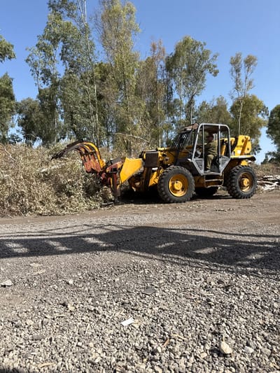A yellow loader with a grapple attachment is clearing brush from a pile of branches. The loader is in a clearing in a grove of eucalyptus trees. The driver is in the cab of the loader. The scene is located in a wooded area near the coordinates 31.819, 34.83 in Mazkeret Batya, Israel. The loader is moving forward, dragging the brush behind it. The driver is wearing a light-colored shirt. The loader has a “120” sticker on the side of the cab. The loader is parked on a gravel path. The ground around the loader is covered with gravel and brush. There are shadows of the loader and trees on the gravel path. The sky is clear and blue. The trees are green and dry.