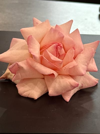 The image shows a close-up, top-down view of a single, light peach-colored rose. The rose is in full bloom, with its petals unfurling in intricate layers. The petals have a soft, velvety texture and are slightly curled at the edges, revealing subtle variations in color from a pale peach to a deeper pinkish-orange at the tips. The center of the rose is tightly furled, showcasing the delicate spiral of its inner petals.

The rose is positioned against a background that appears to be a dark, textured surface, possibly wood or a similar material, which creates a strong contrast with the delicate color of the flower. To the left of the rose, a lighter, out-of-focus area suggests a different surface or background element, possibly a wall or fabric, contributing to a shallow depth of field that emphasizes the rose as the primary subject. The lighting appears to be soft and natural, highlighting the contours and textures of the rose petals without harsh shadows. There are no people visible in the image. The overall mood is one of natural beauty and delicate elegance. The image does not contain any visible text. The location context provided is Oktyabr'skoe, Russia, but this specific detail is not visually discernible from the image itself.