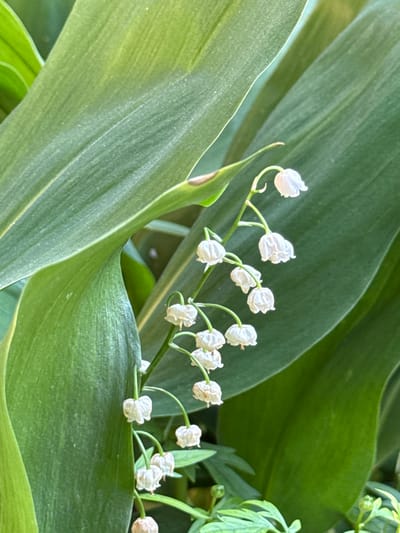The image displays a close-up view of Lily of the Valley flowers with their characteristic bell-shaped white blossoms, clustered along a slender stem. The flowers are nestled amidst large, lush green leaves, with some of the leaves showing subtle veins and a slightly dusty texture. The lighting suggests a natural, outdoor setting, likely in a garden or natural area. The focus is sharp on the flowers and immediate foliage, with the background softly blurred. No people are visible. The scene is set in Ovsyanka, Russia.