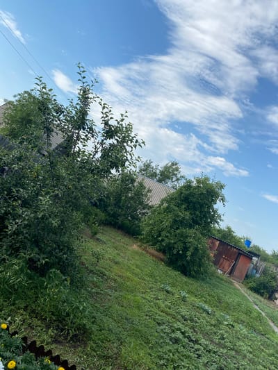 This image depicts a rural scene, possibly in the Michurinsky rural district of Kazakhstan, characterized by lush greenery and a slightly overcast sky. In the foreground, a grassy slope is covered in dense vegetation, with some young plants resembling cabbage or lettuce visible. A dark fence or barrier runs along the bottom left, with yellow flowers peeking over it.
Further up the slope, several trees with green foliage are present, some bearing small, round fruit, suggesting an orchard or garden. Behind the trees, a corrugated metal roof of a building is visible. In the mid-ground, a dilapidated shed constructed from rusty corrugated metal and wood stands at an angle. A bright blue bucket is visible on the roof of this shed.
The background is dominated by a blue sky with scattered, wispy white clouds. A power line stretches diagonally across the upper left portion of the frame. The overall impression is one of a semi-wild, possibly agricultural or residential, outdoor space. There are no people visible in the image.