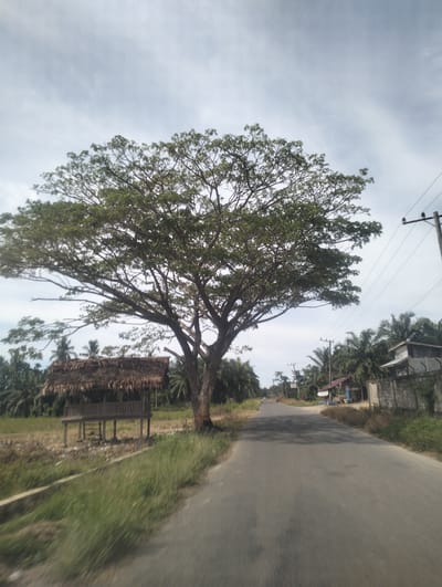 A paved road stretches into the distance, flanked by dry grass and vegetation. To the left of the road, a small, thatched-roof structure on stilts sits in a field. A large tree with a wide canopy dominates the center of the frame, its branches reaching towards the sky. In the background, palm trees and a few buildings are visible, along with utility poles and power lines. The sky is overcast, suggesting a cloudy day. The scene appears to be in a rural area, possibly Bayu, Indonesia. There is no visible text in the image, nor are any people or specific activities depicted. The image has a slightly blurred quality, suggesting it was taken while in motion.