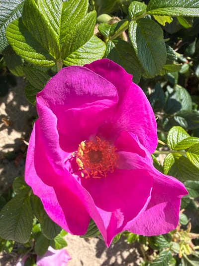 A close-up, high-angle, full-frame shot shows a large, vibrant pink rose with its stamens visible in the center. The rose is surrounded by lush green leaves, some of which are in sharp focus while others are slightly blurred. The background consists of sandy ground with dappled sunlight and shadows. There is no indication of the city of Gauja, Latvia in the image.