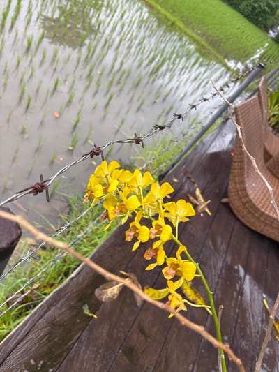 A striking contrast is depicted: vibrant yellow orchids bloom beside a cold, gray barbed wire fence. Beyond the fence, a flooded rice paddy field stretches into the distance. The fence is adjacent to a wooden deck with a wicker chair. The scene appears wet, suggesting recent rain. The composition emphasizes the juxtaposition of natural beauty and man-made barriers.