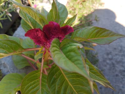 The image shows a close-up of a deep red, velvety flower, likely a cockscomb celosia, with prominent green leaves that have reddish edges. The flower is centrally located, with several leaves surrounding it. The background is blurred, showing a light-colored surface, possibly concrete, and some out-of-focus greenery. The lighting suggests it is daytime, with shadows cast on the ground. The scene appears to be an outdoor environment, possibly a garden or park. There are no people or animals visible in the image. The location is identified as Iskra, Kyrgyzstan.