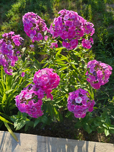 The image depicts a close-up view of a cluster of vibrant pink phlox flowers in a garden setting. The flowers are in full bloom, with many small, star-shaped petals forming dense, rounded clusters. The color ranges from a bright fuchsia to a softer pink, with some individual blossoms showing lighter centers. Green, lance-shaped leaves provide a lush backdrop to the flowers.
The scene appears to be outdoors, with the dappled sunlight suggesting it is either early morning or late afternoon. The bright sunlight casts shadows on a concrete border in the foreground, further indicating the time of day. The background is filled with green grass and foliage, hinting at a natural or garden environment. The location is identified as Belbulak, Kazakhstan.
There are no people or explicit objects, other than the flowers and the concrete border, visible in the image. The activity taking place is simply the natural growth and blooming of the flowers. The overall impression is one of natural beauty and the vibrant colors suggest a pleasant, possibly sunny, day. There is no visible text in the image.