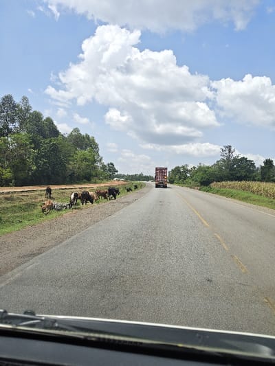 A straight asphalt road stretches into the distance under a partly cloudy sky. A yellow line marks the road's center. A truck travels on the right side of the road. To the left, a herd of cattle grazes along the roadside vegetation. Trees line the road in the distance on both sides. A portion of a vehicle's interior, possibly a dashboard or windshield, is visible at the bottom of the image.