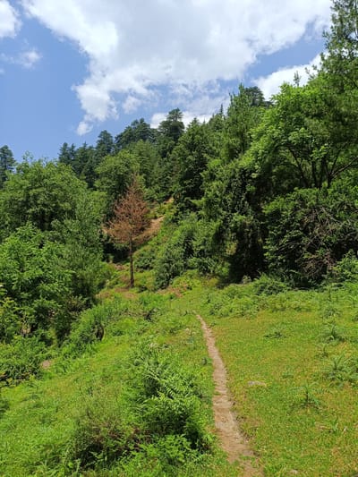 The image depicts a lush green mountainside with a narrow dirt path winding through it. Dense foliage, including trees and ferns, covers the slope. A single, dead, brown tree stands out against the vibrant green vegetation. The sky above is blue with scattered white clouds. The scene appears to be a natural landscape, possibly in the vicinity of Sarsai, India, given the context provided. No people or animals are visible in the image, and no specific actions or interactions are taking place. The environment is characterized by its natural beauty and a sense of untouched wilderness.