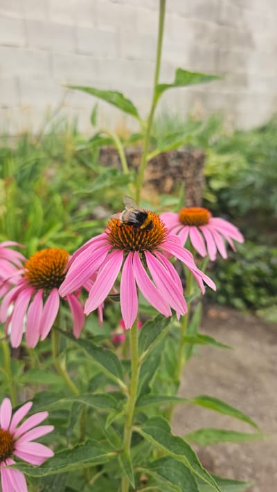 A bee is perched on a pink coneflower in a garden. The flower has a dark orange center and pink petals. The background shows green foliage and a brick wall.