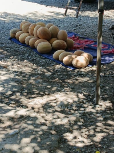 A still life outdoor scene depicts a pile of melons arranged on a blue cloth spread on a gravelly ground. The melons, predominantly light brown and oval-shaped, are stacked in a seemingly haphazard manner. The ground beneath and around the melons is covered with small stones and pebbles, with dappled sunlight casting shadows across the surface, indicating an outdoor setting possibly under a canopy or trees. In the background, a portion of a wooden structure, possibly part of a market stall or a canopy support, is visible. The overall impression is that of a market display in an open-air environment, with the melons as the primary subject. There are no people or animals visible in the frame. The location is Shahrisabz City, Uzbekistan, indicated by the context provided, but this is not visually discernible from the image itself.