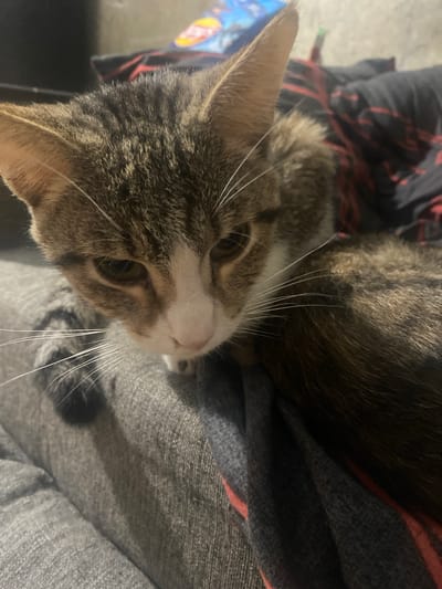 A close-up, high-angle shot shows the head and upper body of a tabby cat. The cat has green eyes, white whiskers, and brown and grey fur with white markings on its face. It is looking down. The cat is resting on a gray, textured surface, possibly a blanket or furniture. In the background, a black and red striped fabric is visible, along with a blurry blue object. The scene is indoors, with soft lighting. The exact location in Samara, Russia, is not determinable from the image.