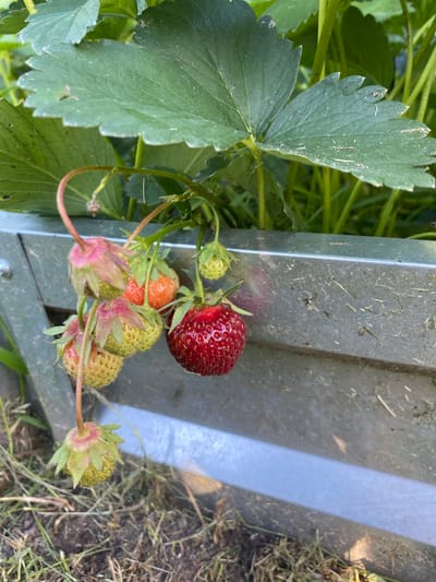 A close-up, slightly overhead shot shows a strawberry plant with several developing strawberries and one ripe, red strawberry. The plant has large, green leaves with serrated edges, and some appear dusty. The strawberries are in various stages of ripeness, from green to orange and one fully red, plump fruit. They are attached to thin, reddish stems.
The plant is situated next to a metallic, possibly galvanized, structure that has a weathered, slightly textured surface. Small pieces of dried grass and debris are visible on this structure. The background consists of more greenery from the strawberry plant and some dry grass and soil, suggesting an outdoor, garden-like setting. The lighting appears natural, indicating daytime. There is no visible text in the image. The overall impression is of a natural, perhaps early summer, harvest setting in what could be a garden or allotment in Vyškov, Russia.