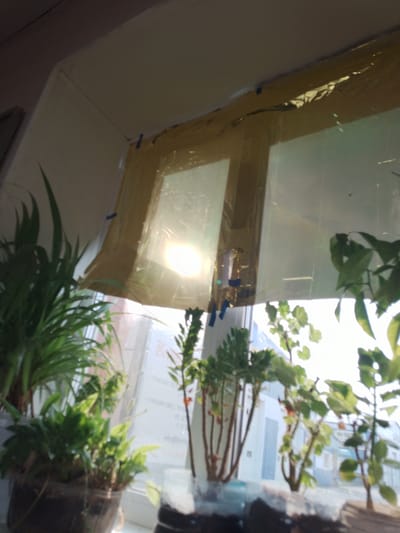 The image shows a close-up of several potted houseplants on a windowsill. The plants are various shades of green and are in different stages of growth. In the background, a window with a bright sun is visible, casting a glare across the scene. A makeshift cover, possibly for insulation or to diffuse light, is attached to the window frame with blue tape. The view outside the window suggests an urban environment with buildings. There is some text visible on the window that appears to be in Cyrillic script, possibly indicating a business or address in Krasny Yar, Russia. The overall lighting is bright due to the sun.