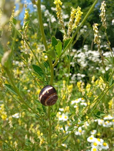 A close-up, eye-level shot shows a banded snail clinging to a thin green stem in a field of wildflowers. The snail, with its brown and white striped shell, is positioned in the center-right of the frame. The stem it is on is surrounded by other stems and green leaves, with many small yellow flowers hanging in clusters and white wildflowers with yellow centers dotting the background. The background is blurred, creating a bokeh effect, with the dominant colors being green, yellow, and white. The overall impression is a sunny day in a natural outdoor setting, likely a meadow or field. No people, text, or specific activities are visible. The setting appears to be rural and possibly in the Saratovskaya region of Russia, given the context.