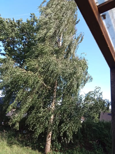 The image shows a tall birch tree with green foliage against a clear blue sky. The tree is located in Hollingstedt, Germany. Part of a wooden structure with a translucent roof is visible in the foreground on the right side of the image. In the background, there are glimpses of houses with tiled roofs and lush green vegetation. The lighting suggests it is daytime, with sunlight casting shadows and highlighting the textures of the tree bark and leaves.