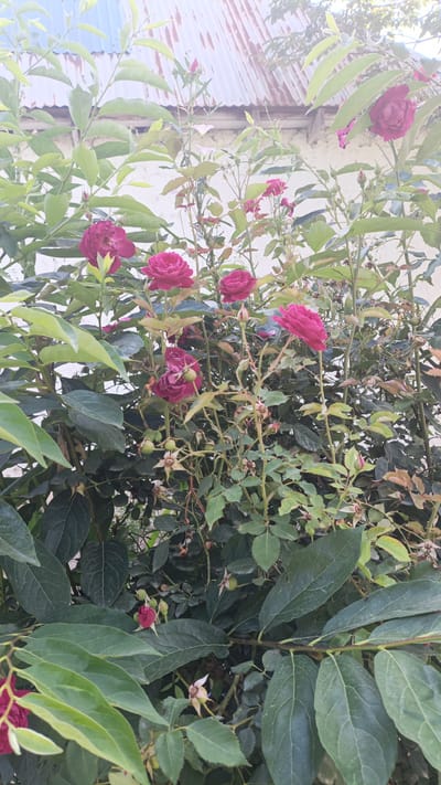 The image shows a close-up of a rose bush with several dark pink roses in bloom, as well as some buds and faded blooms. The roses are on thin, green stems with dark green leaves. In the background, a white wall and a corrugated metal roof are visible, suggesting an outdoor setting in an urban or suburban area. The lighting indicates it is daytime, with some dappled sunlight. The scene is consistent with a garden or yard in Нуъмон Розиқ, Tajikistan.