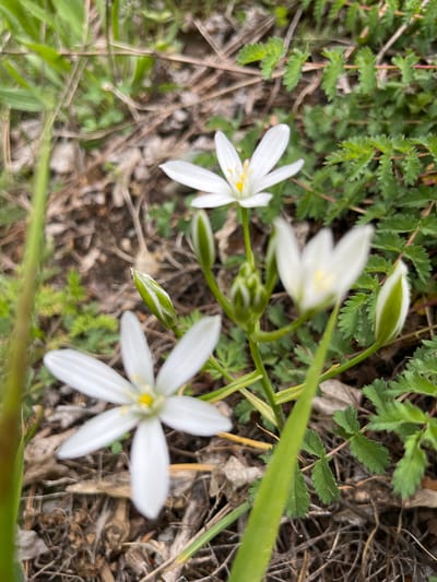 The image captures a close-up view of Ornithogalum flowers in an outdoor setting, likely at Crna Poda, Montenegro. The foreground displays three white Ornithogalum flowers with six petals each, and a yellow center. Two of the flowers are fully bloomed and one remains partly closed as a bulb. Green stems and several small, jagged-edged leaves fill the background. The ground appears to be a mix of dry soil and withered vegetation. The focus is sharp on the central flowers, with the surrounding area slightly blurred, creating a shallow depth of field.