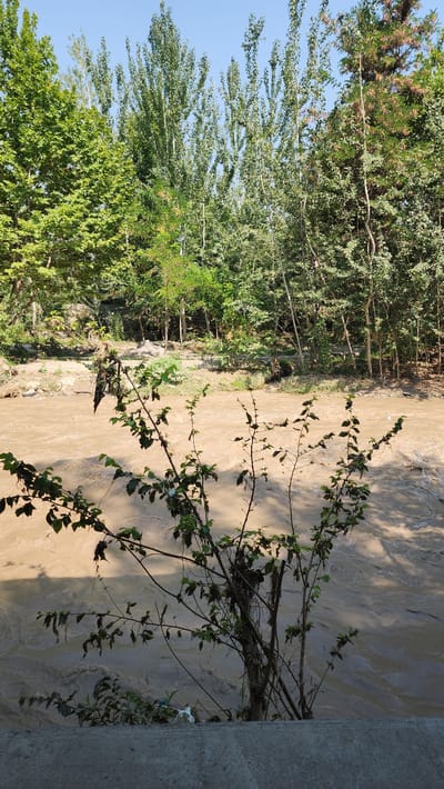 The image depicts a muddy river flowing through a wooded area, likely on the outskirts of Mehnatobod, Uzbekistan. The river has a brown, turbulent appearance, suggesting a recent heavy rainfall or elevated water levels. The banks are lined with lush green trees of various species, creating a dense canopy that casts shadows on the water. In the foreground, a bare-branched shrub with sparse green leaves is prominent, its branches reaching towards the river. The ground appears to be a mix of soil and possibly some debris. The sky above is a clear, pale blue. There are no people or animals visible in the scene. The overall impression is one of a natural, somewhat wild environment.