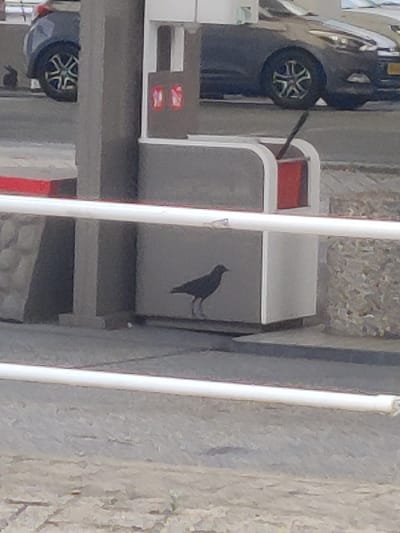A black bird is standing on a grey concrete structure. The bird is facing left and has its beak slightly open. Behind the bird, the concrete structure has a white rectangular opening. In the background, a dark-colored car is parked. The scene is outdoors, possibly in a public area with a paved ground surface.