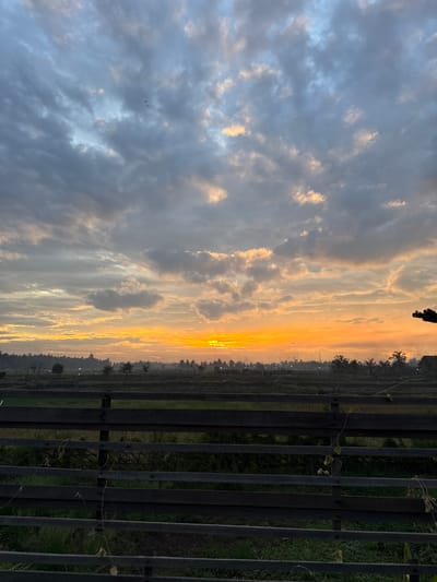 The image shows a sunset sky over Pulorungkom, Indonesia. The sky transitions from gray clouds on the left to an orange and yellow glow near the horizon in the center. A row of palm trees and lights lines the middle ground. A dark, vertical fence partially obscures the view of the landscape. Greenery is visible behind the fence. Two birds are flying in the cloudy area of the sky.