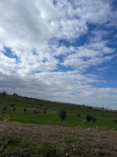 The image displays an expansive agricultural landscape in Ain Bida, Morocco, under a sky with mixed white and gray clouds and significant patches of blue. The foreground consists of dry, sparse brown and green vegetation and bare earth. The midground features rolling green hills cultivated with numerous young olive trees planted in parallel rows ascending the slopes. In the background, the town of Ain Bida is visible on the horizon, comprising densely packed light-colored buildings. A prominent, light-colored minaret with a pointed top stands on the far right of the town's outline. No individuals, actions, or specific interactions are depicted.